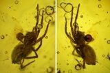 Fossil Spider (Araneae) & Fly (Chironomidae) In Baltic Amber #197701-2